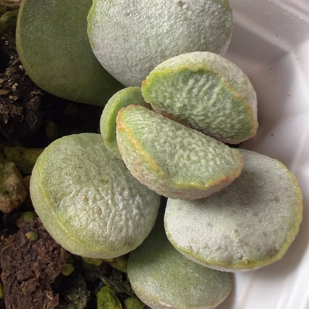 绿磨砂蛋水泡多肉植物