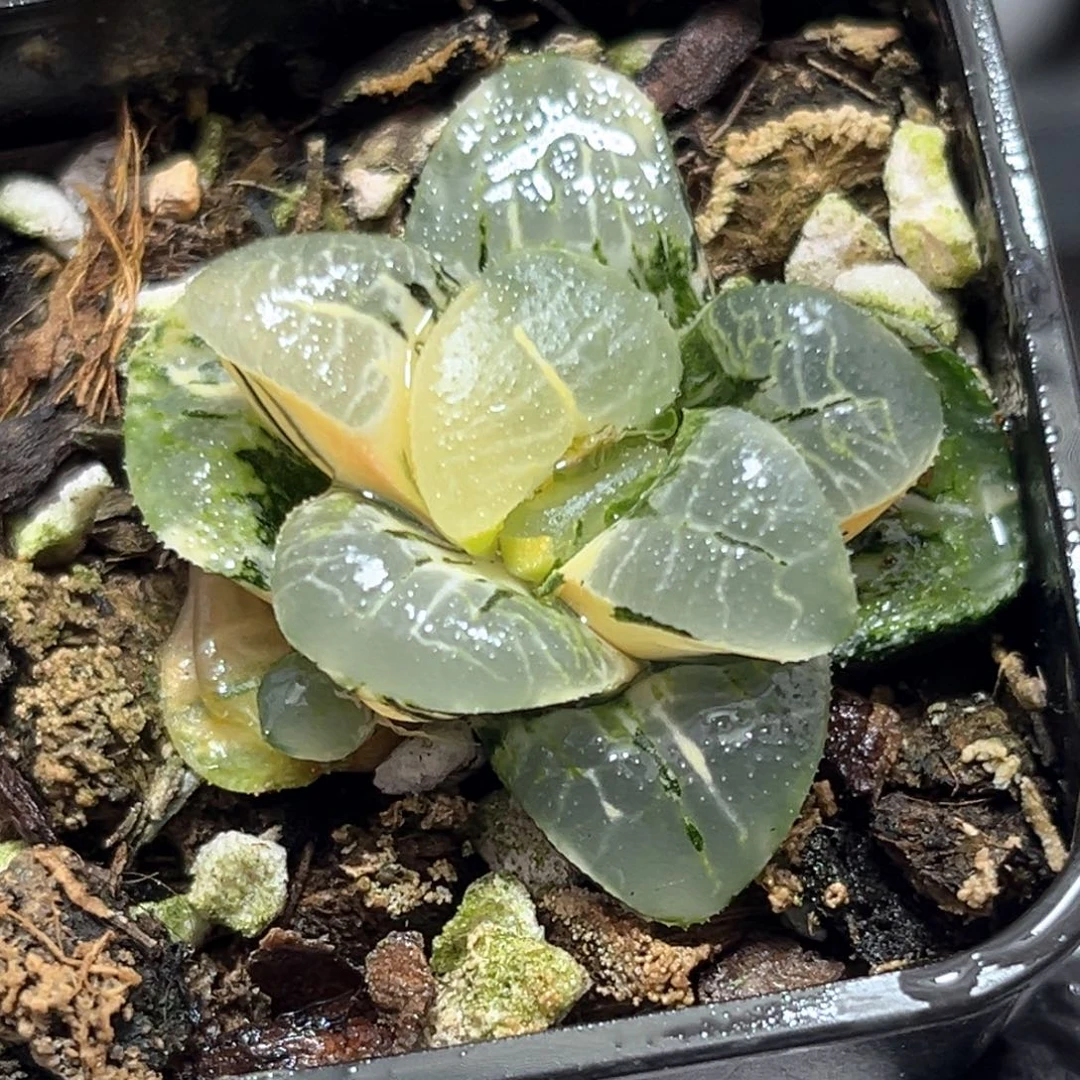 恭喜发财大吉大利5046