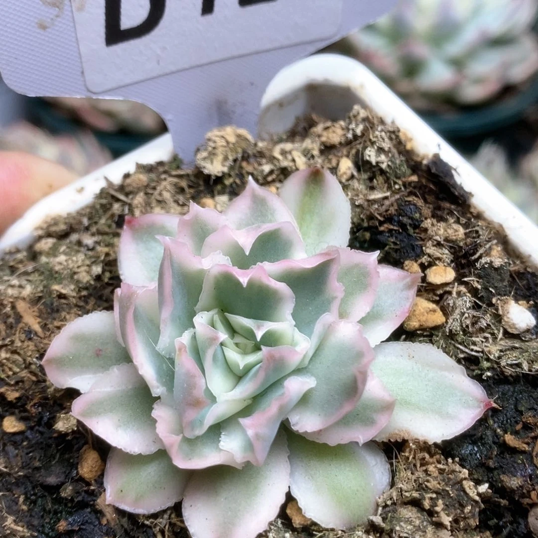 103紫蝴蝶锦锦锦锦锦锦锦