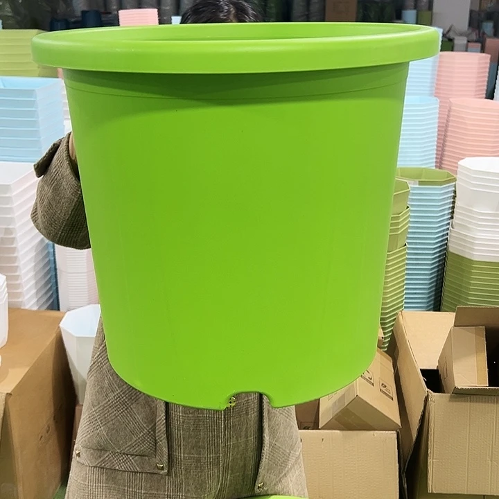 微瑕9号四季口46高40果绿色4个无托