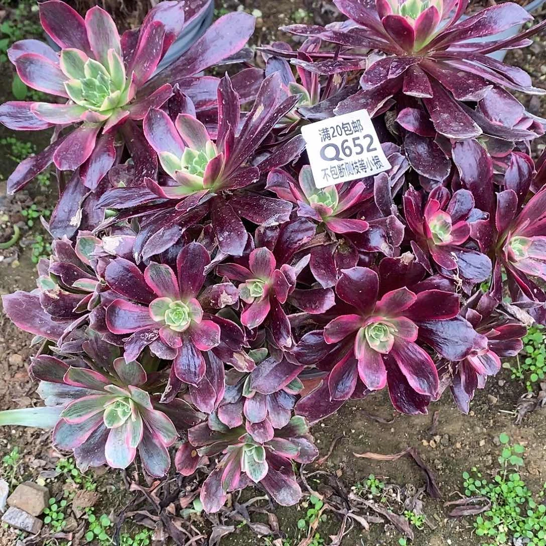 652赤霞飞老桩多肉法师锦