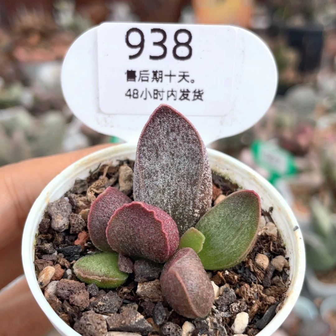 不***猫翎羽。    938。