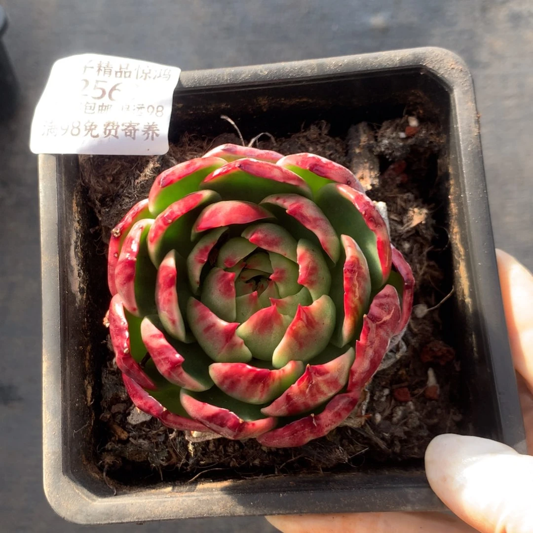 兔***气2563一物一拍7厘米