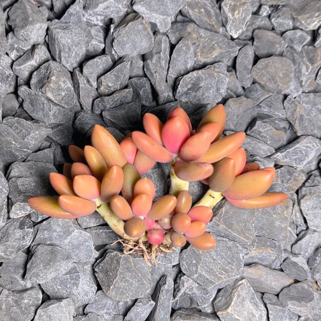 野草11111111111111