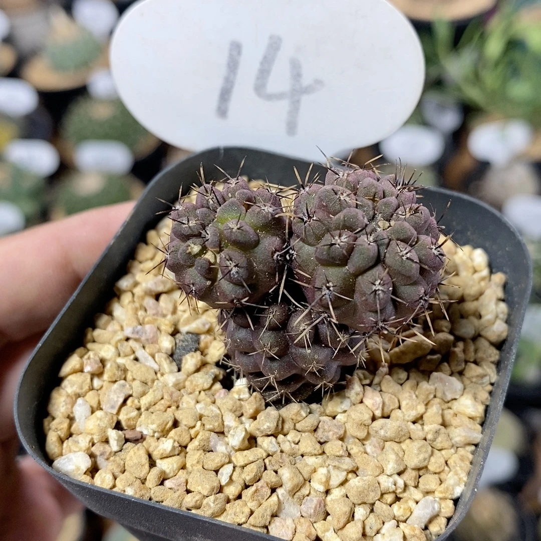 14号实生豹头群生3.5cm