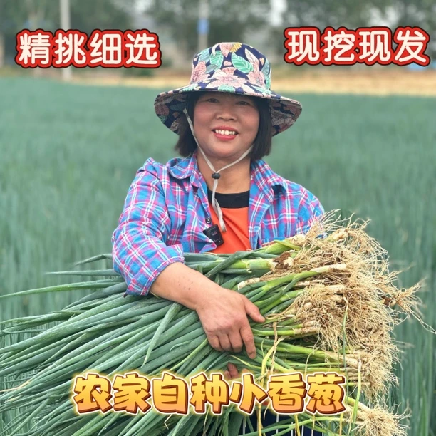 农家自种小葱新鲜美味现挖现发