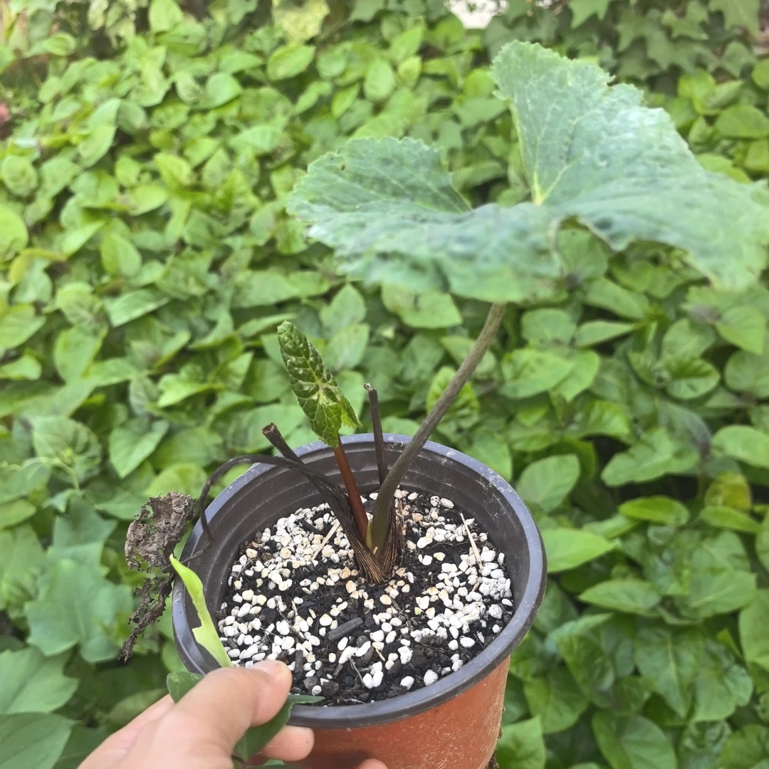 云南马蹄 当归种苗1株大马蹄香野金瓜莲四季可种