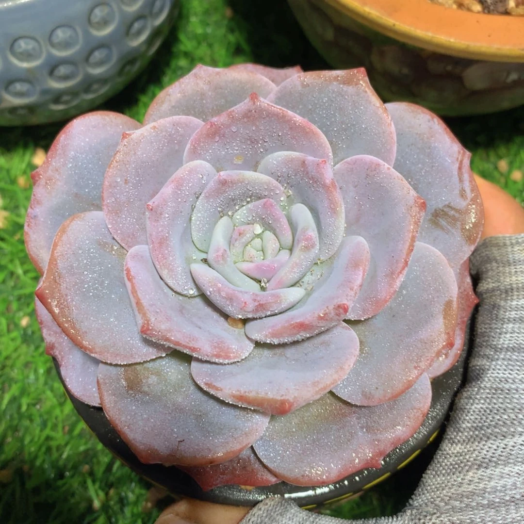 樱花奶茶11 公分一物一拍