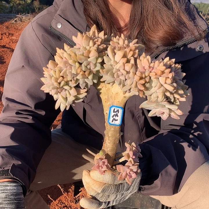 735 淡雪缀 一物一拍