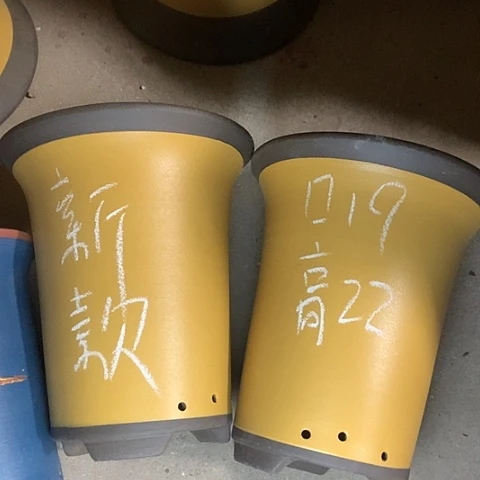 紫砂花盆西沙群岛和菲律宾
