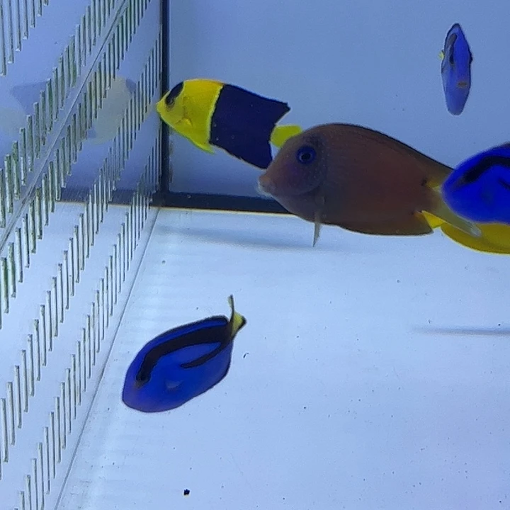 海水鱼石美人 7-8cm