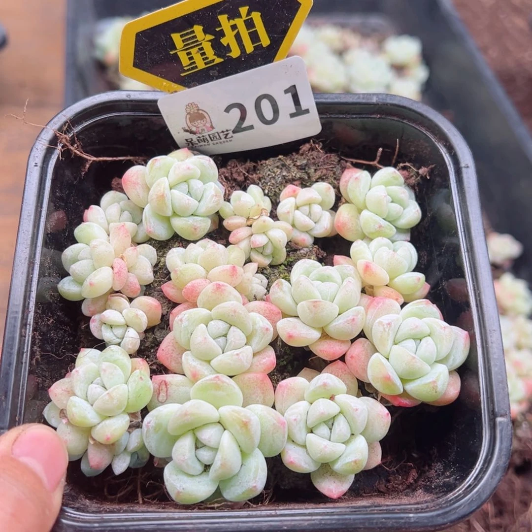 多肉植物多肉植物