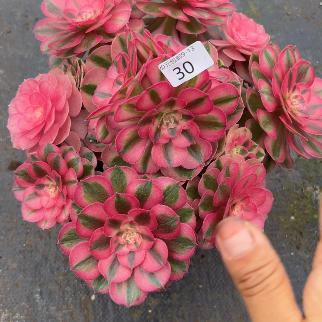 1*30倾城多肉植物系