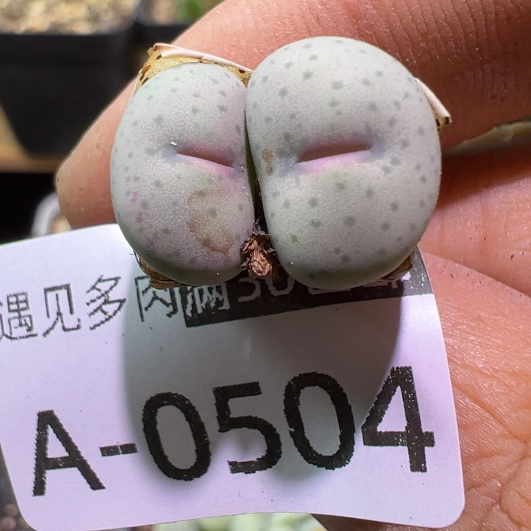 多肉植物11111111111