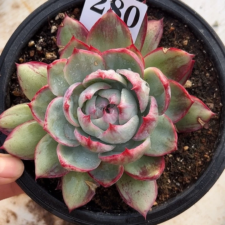 惊鸿惊鸿惊鸿280叶展12默认裸根发货