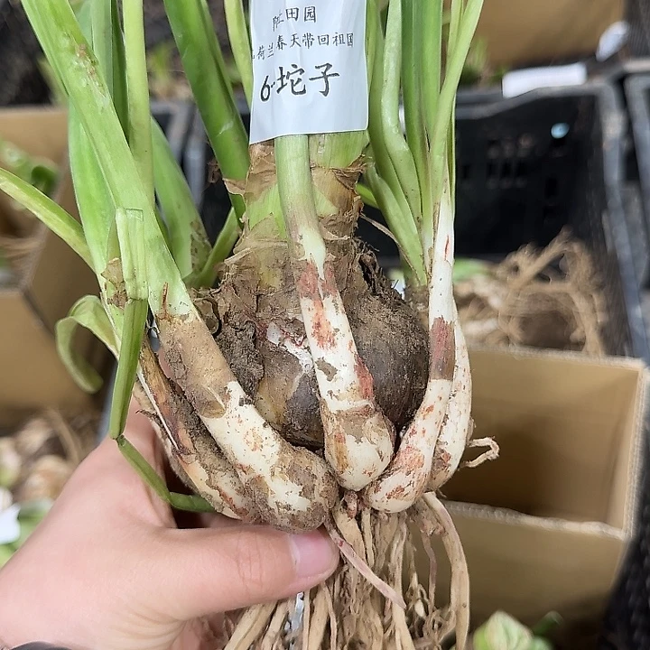 朱顶红-天后6厘米坨子