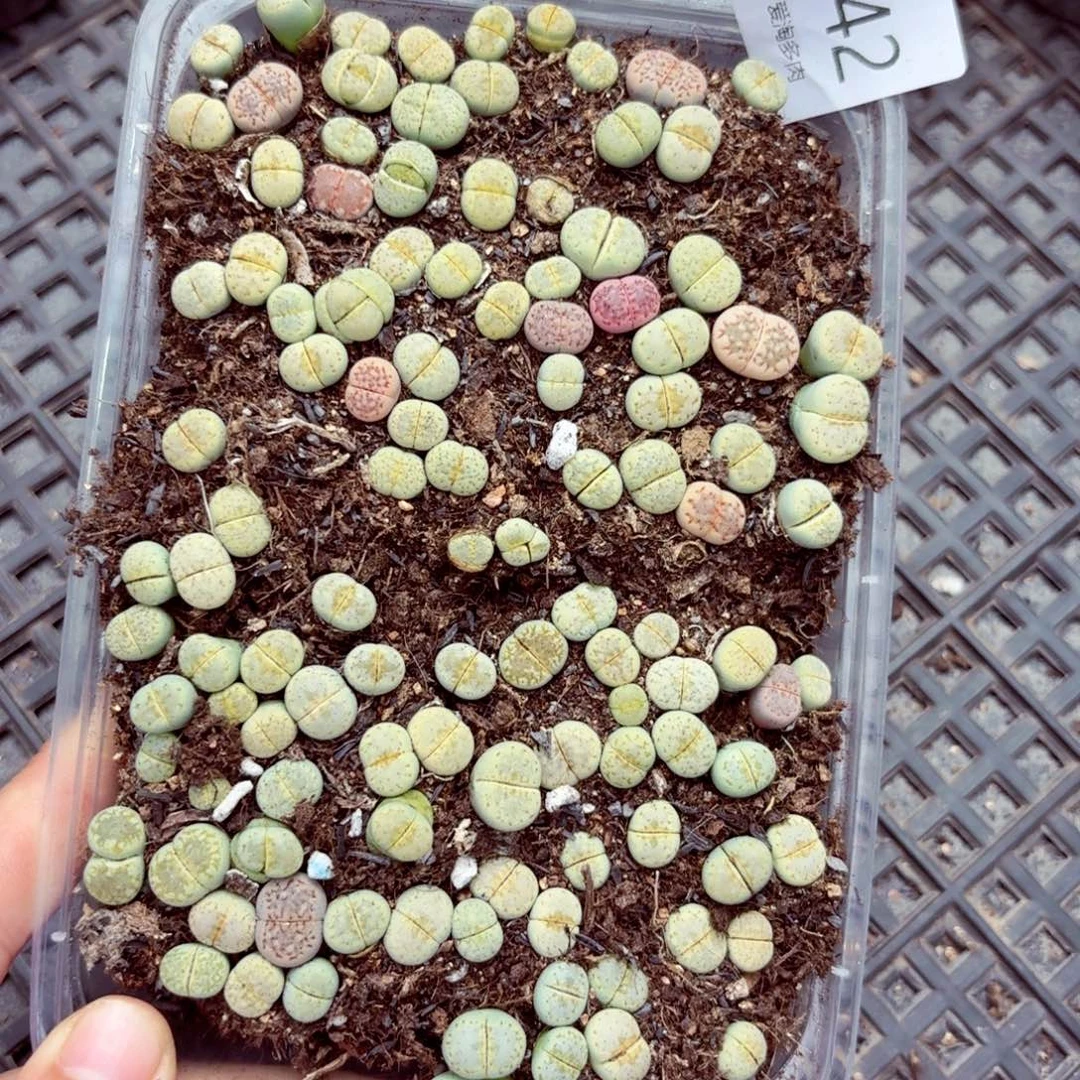 5742—生石花 生石花