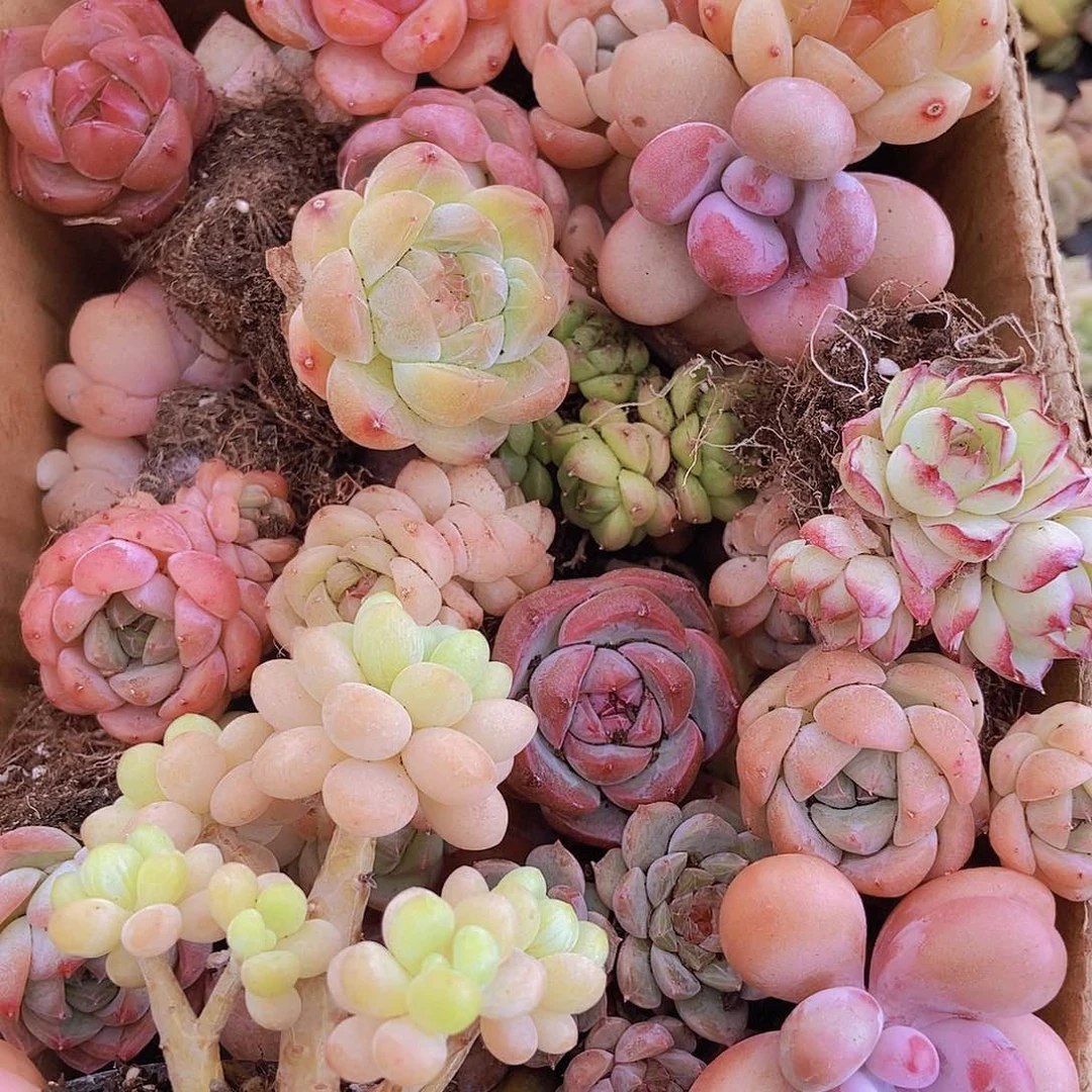 00000000001量拍保底20可