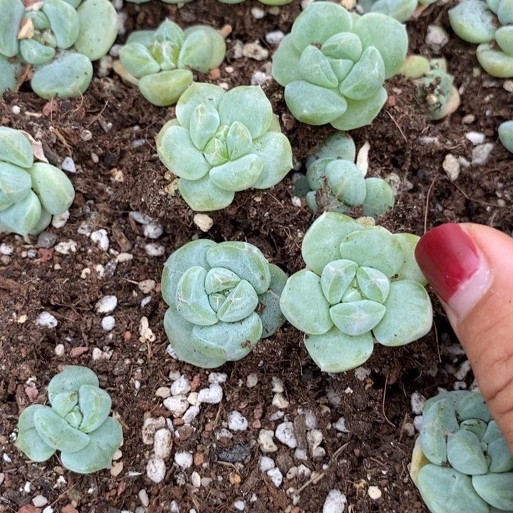 奶白色小苗一个多肉