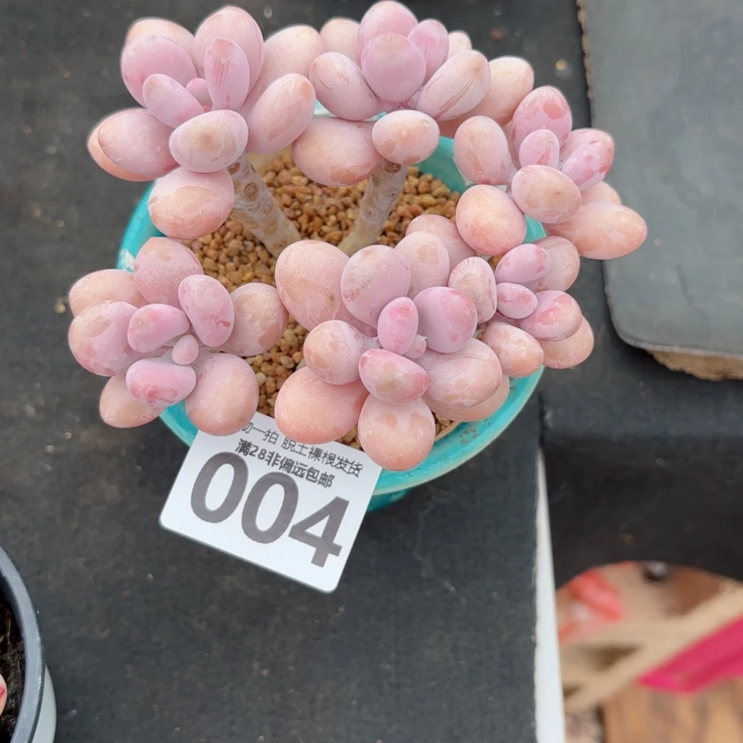 桃蛋老桩无盆土发货