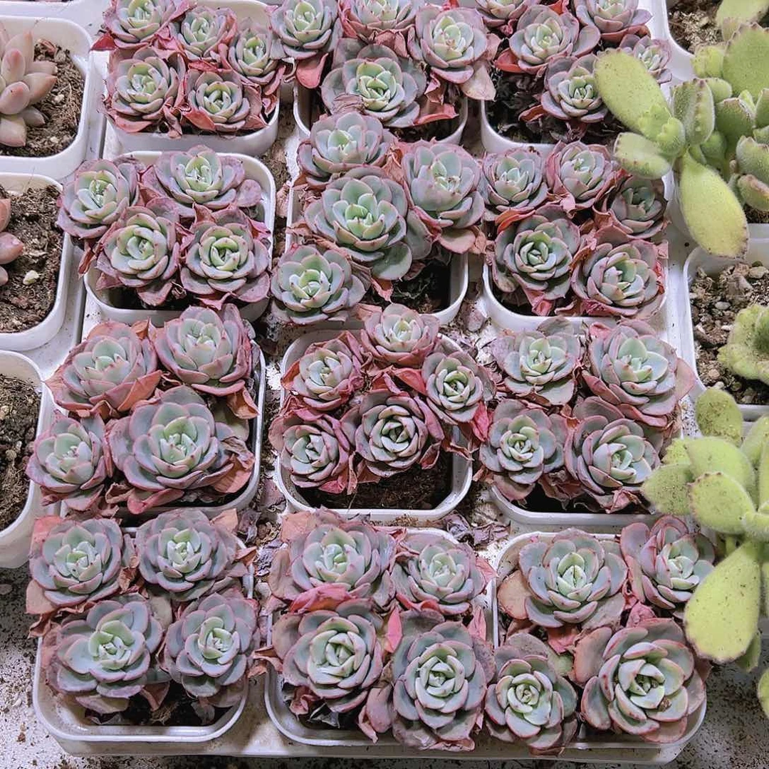 4头起黄桃19包邮多肉