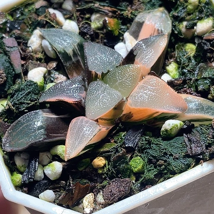 752丘比特一物一拍