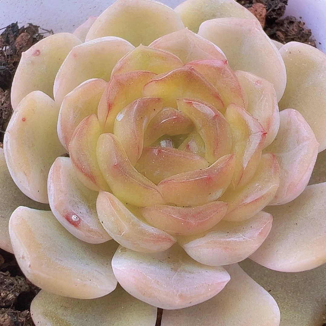 容晶19包邮多肉多肉