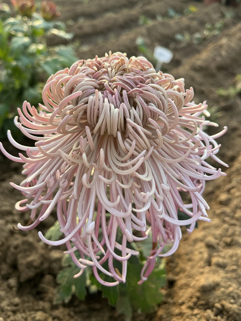 【银龙狂舞菊花】九月菊大花盆栽新手