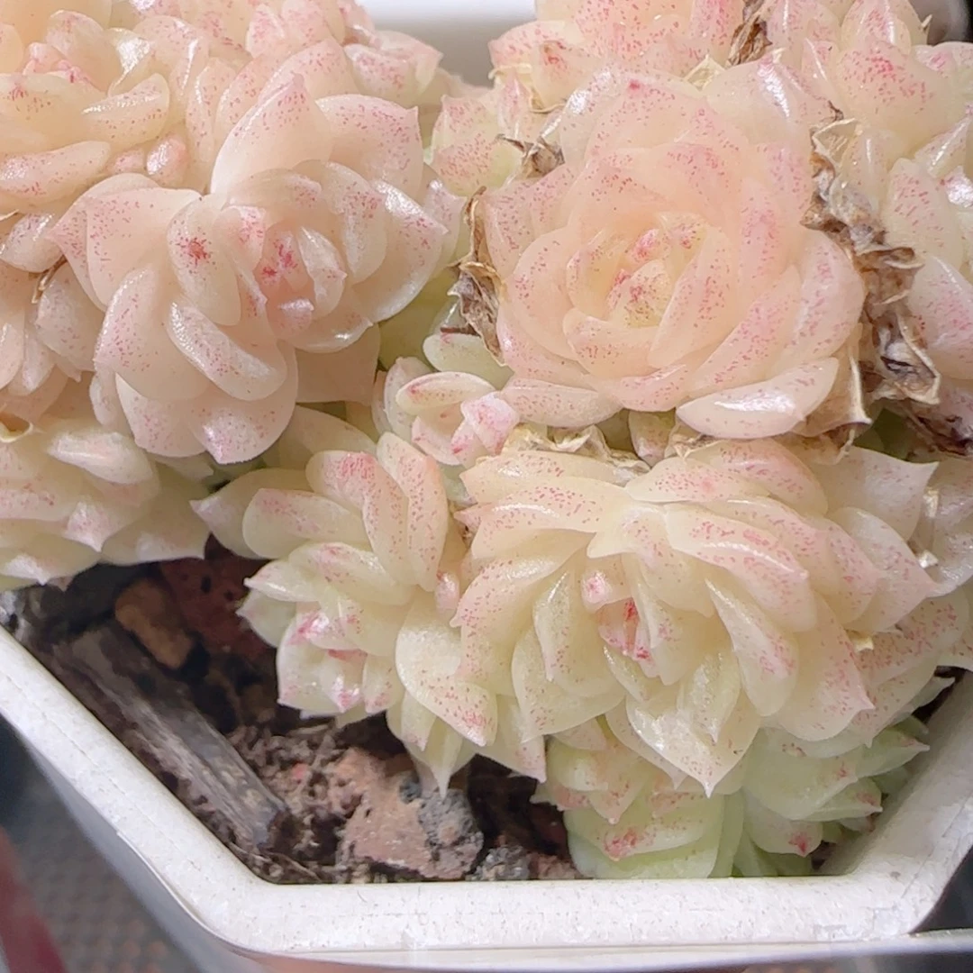 花语多肉1219-27散