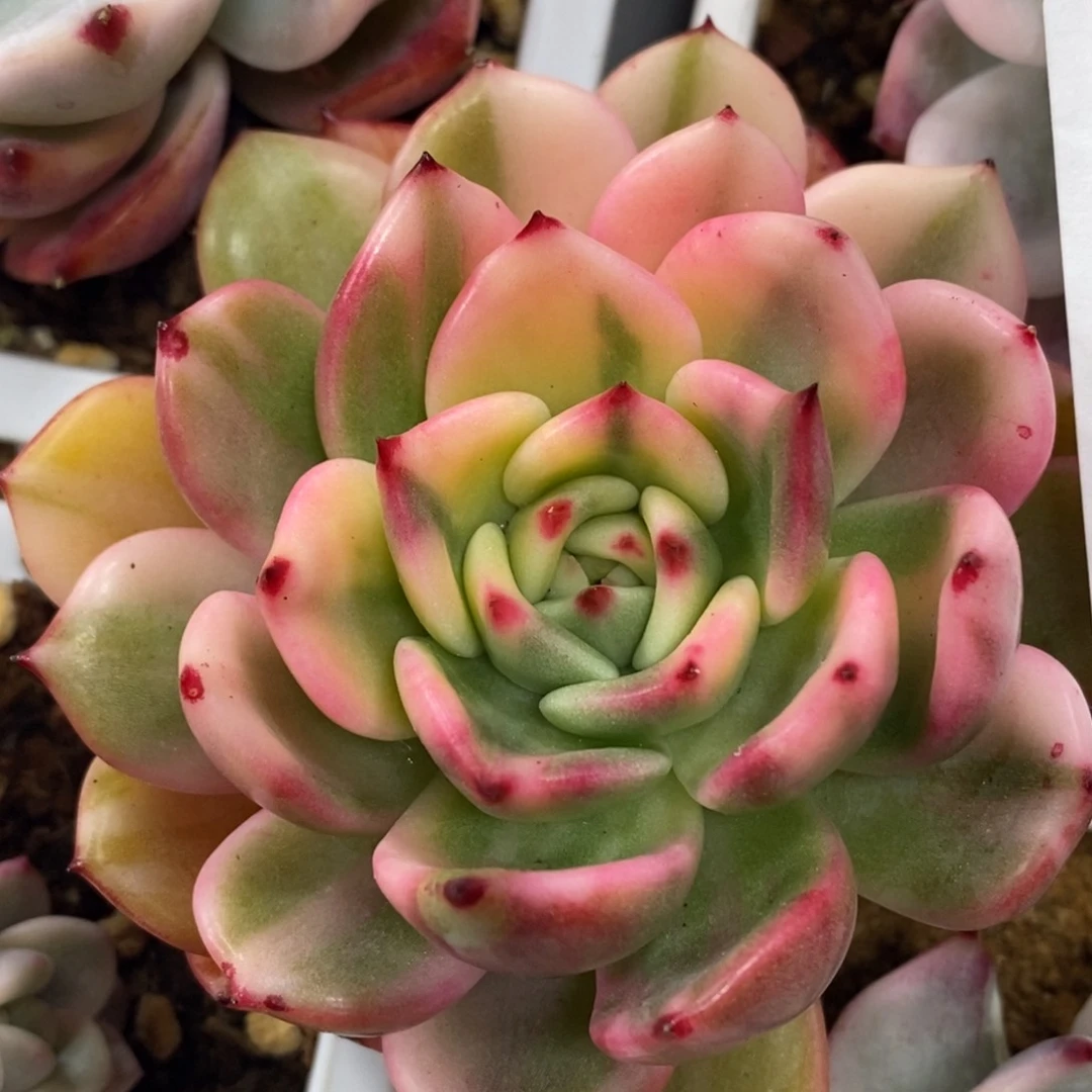 428弗朗明哥锦花斑锦