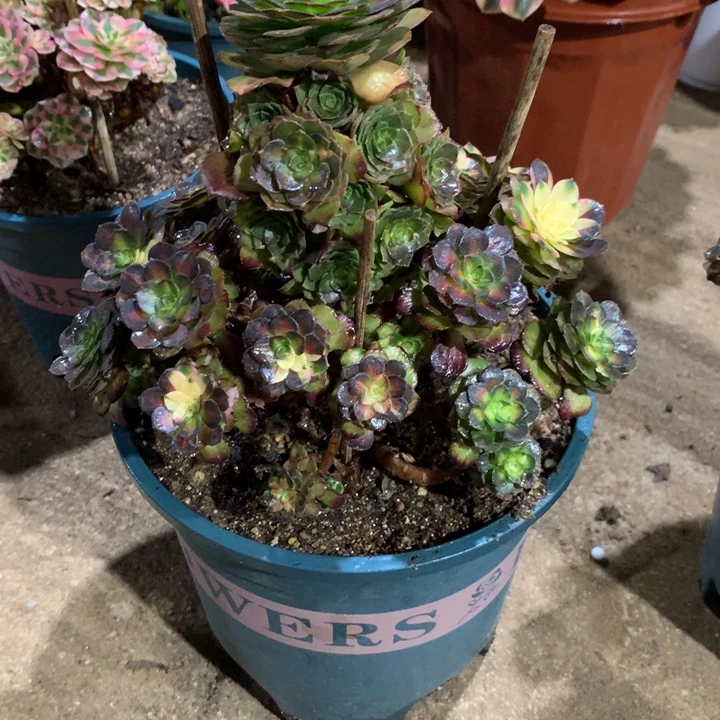 桓****446海王七彩多肉植物特价