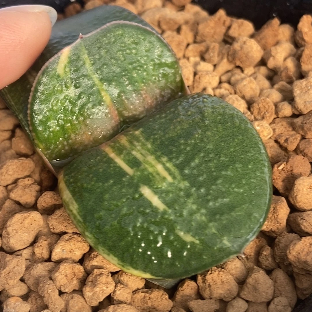 407卧牛实生锦大宽短叶带盆发货