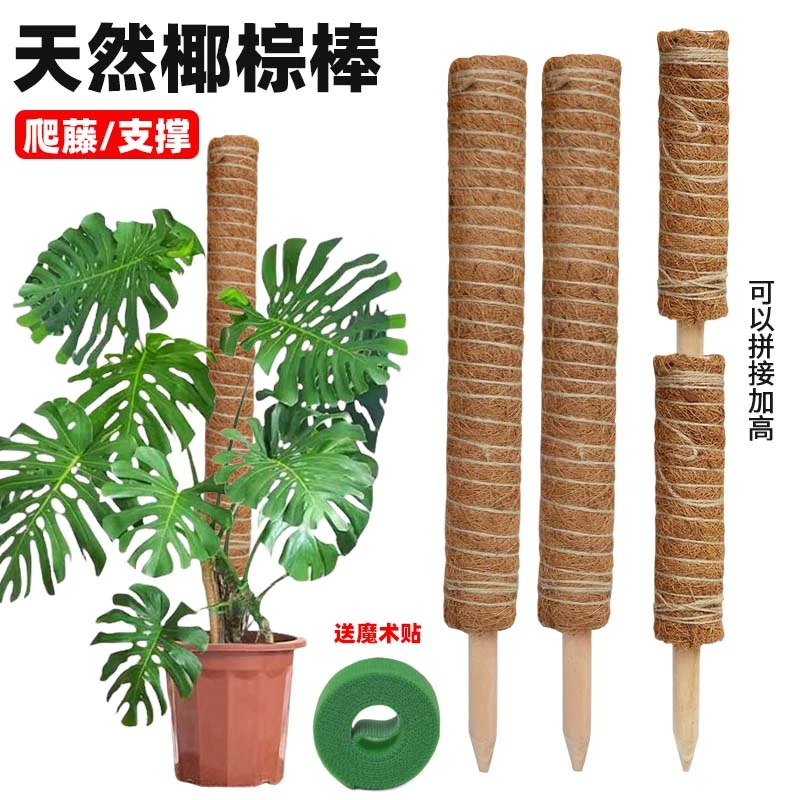 龟背竹支撑杆绿箩攀爬柱椰棕棒固定架植物爬藤花架棕榈皮椰丝苔藓