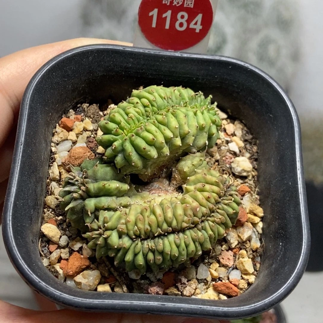 法利达缀化群一颗仙人球
