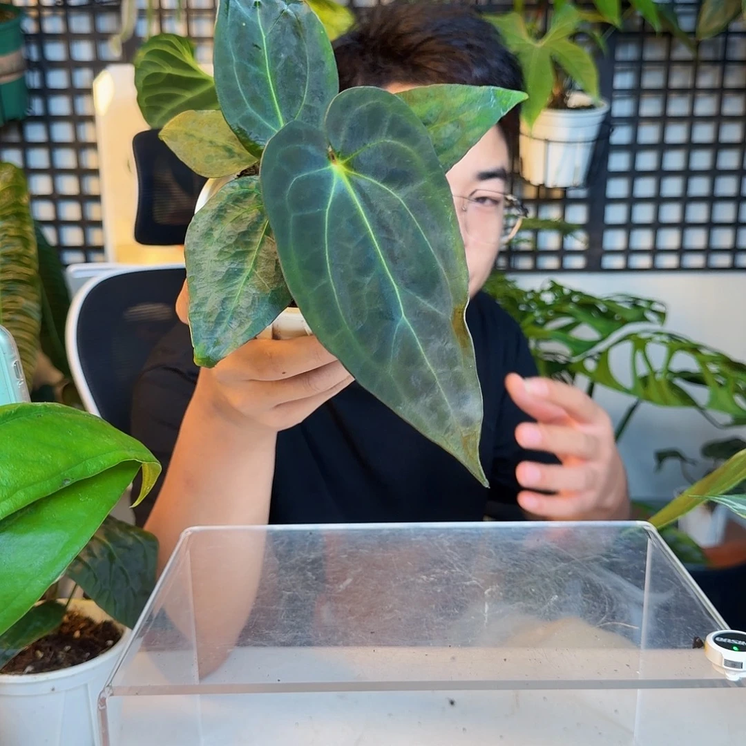 完全开放O114弧形papi杂卡拉