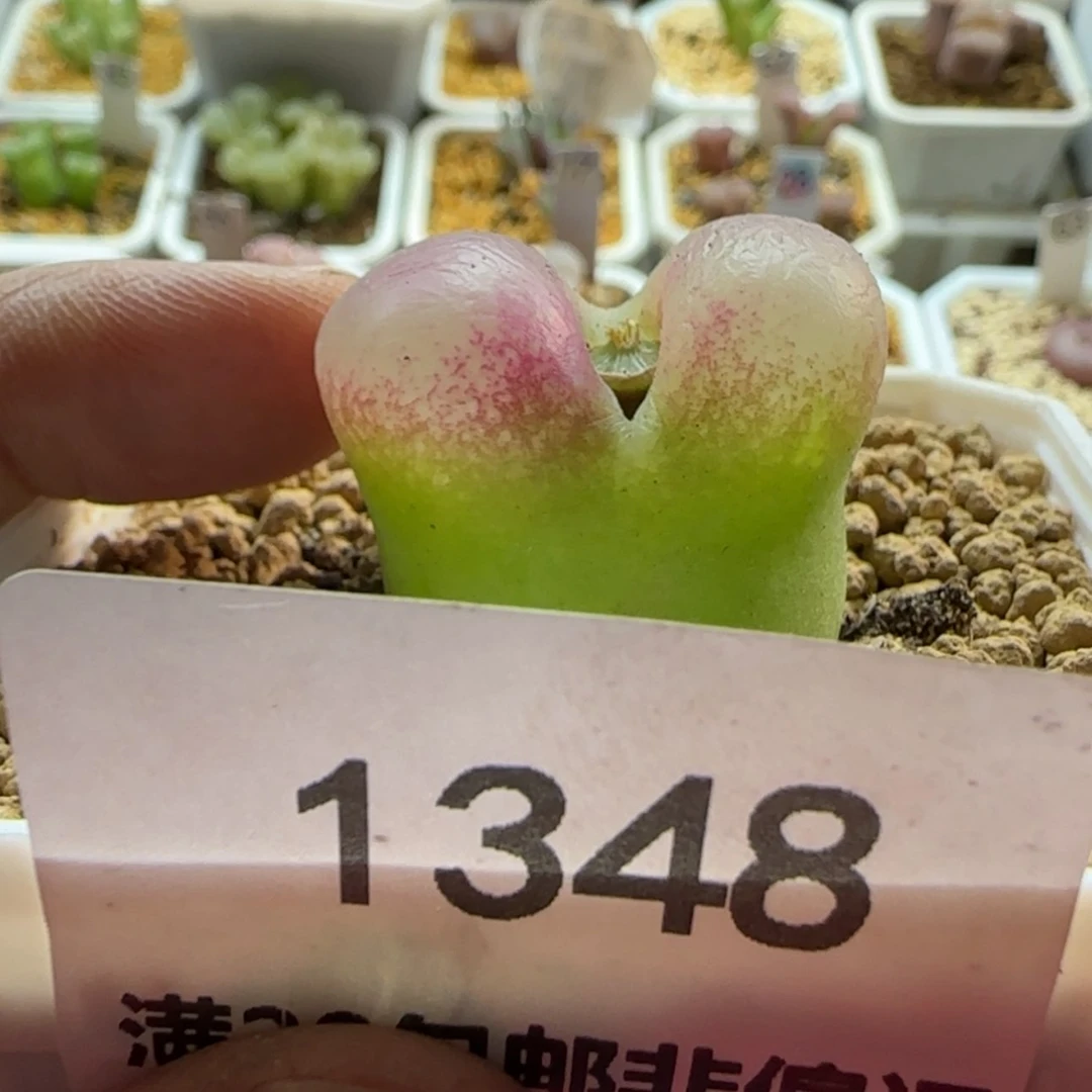 【闪购商品】g*f1348