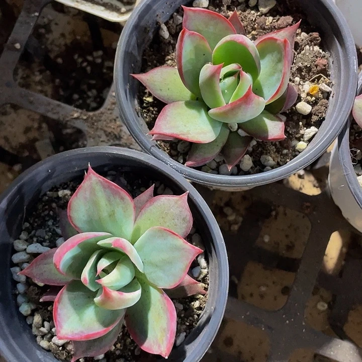 90盆大惊鸿带盆土