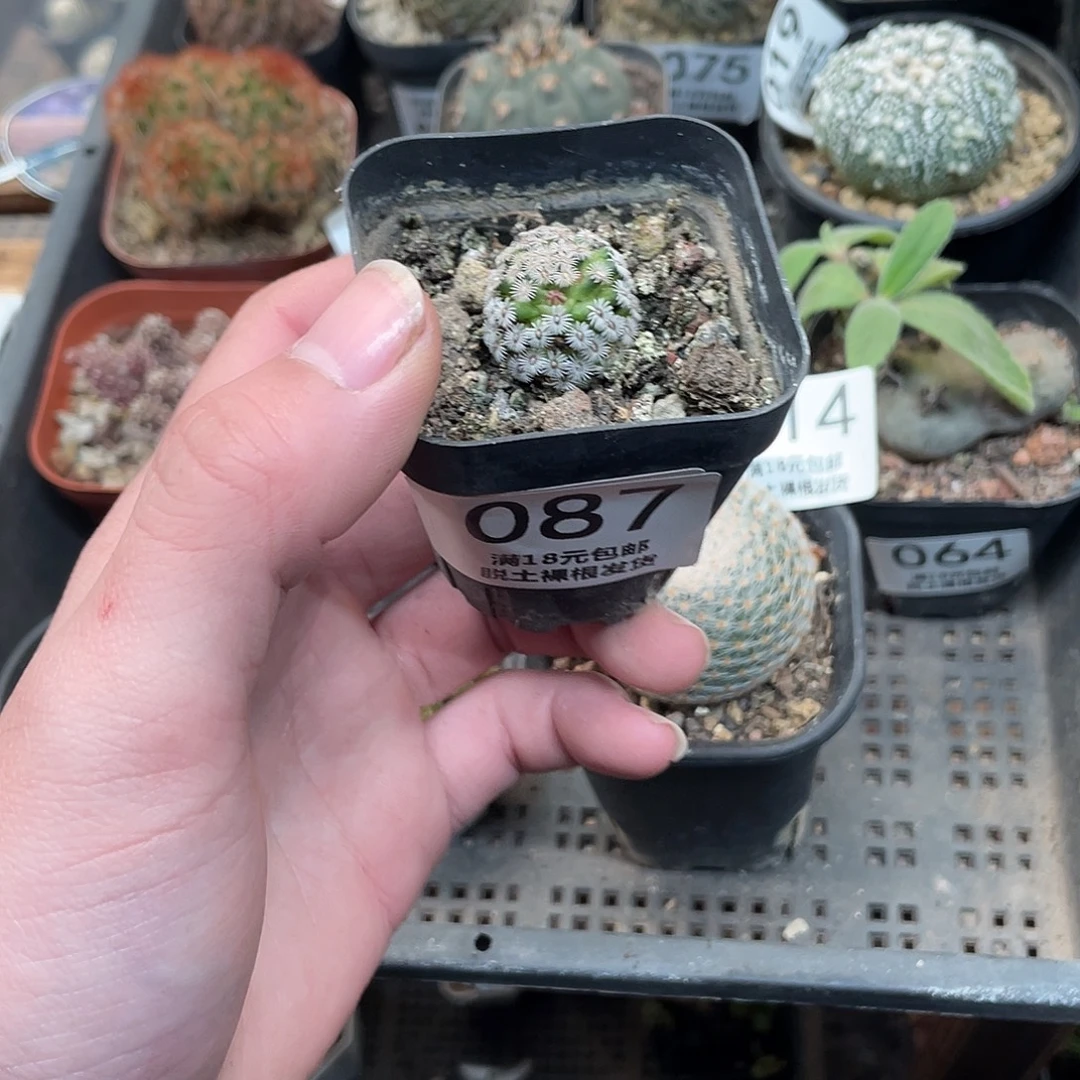 87克氏丸（满18包邮）