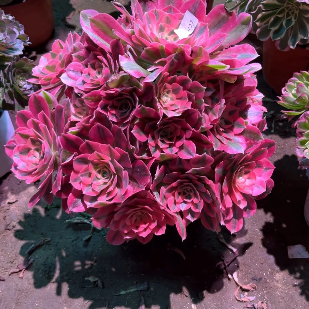 等*多肉植物女巫1177