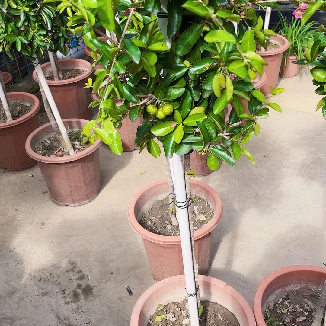 好***景无花朵25689975335799999