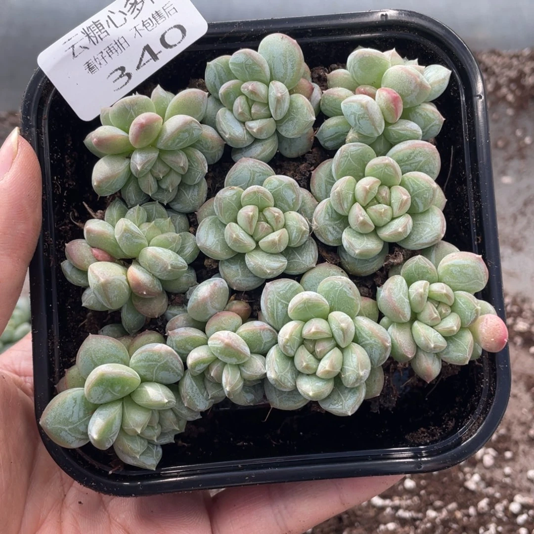 云糖心多肉植物340