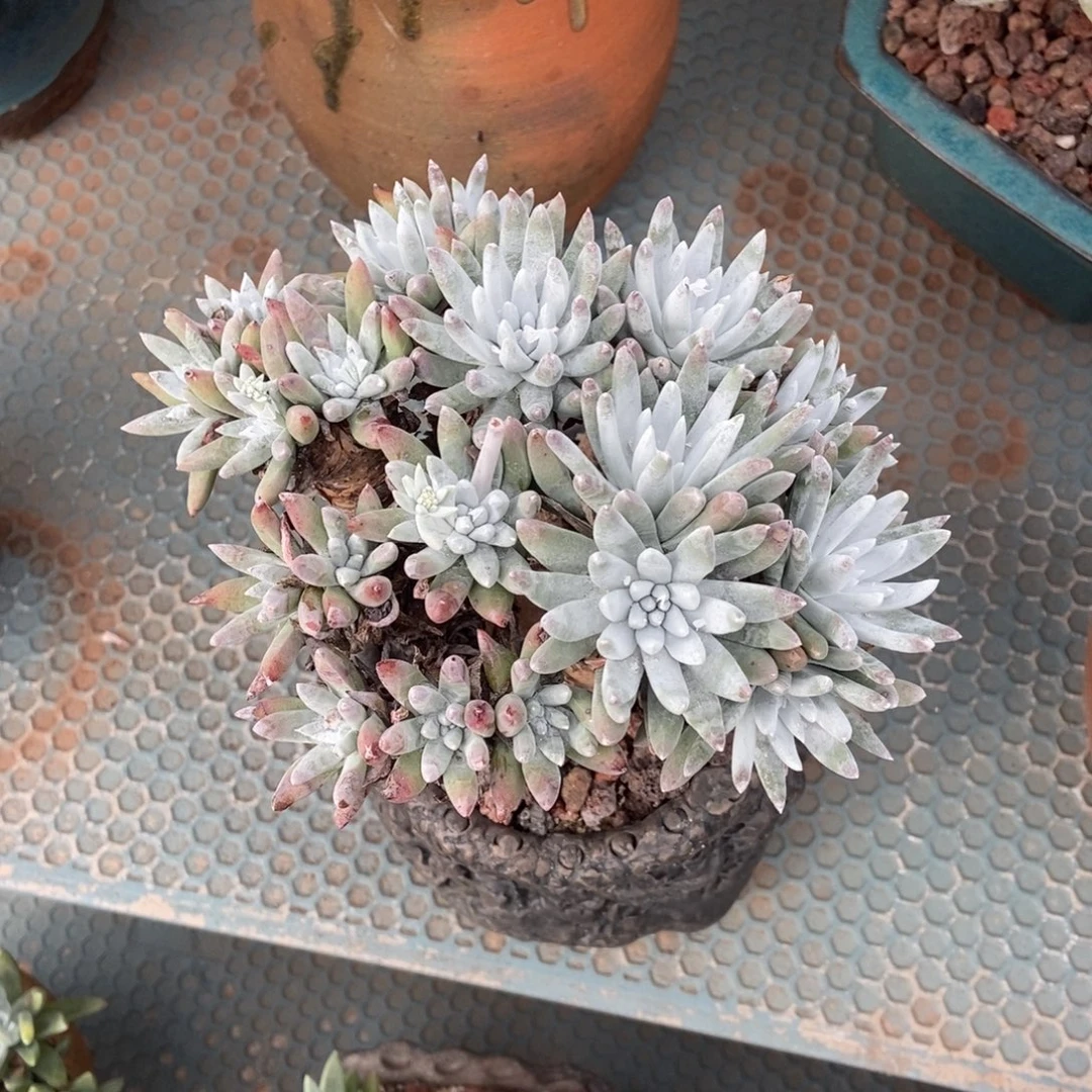 雪花多肉植物啦啦啦