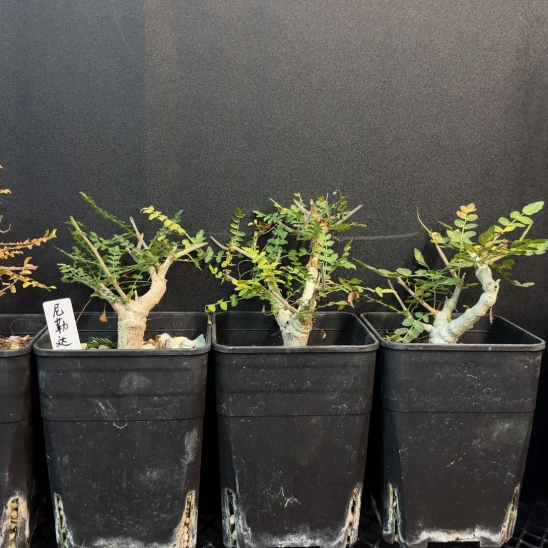 尼勒达乳香实生小苗可挑