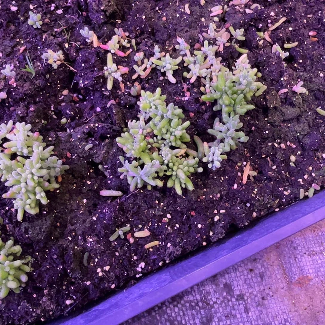 ****宝实生蜜桔糖球优选枝干番杏