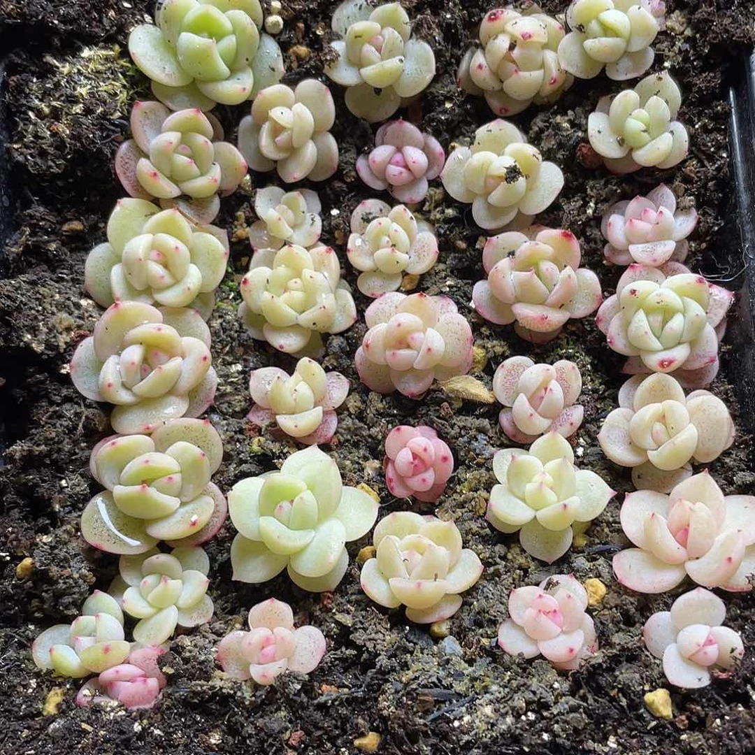 巧****oW58珍妮混一物一拍267