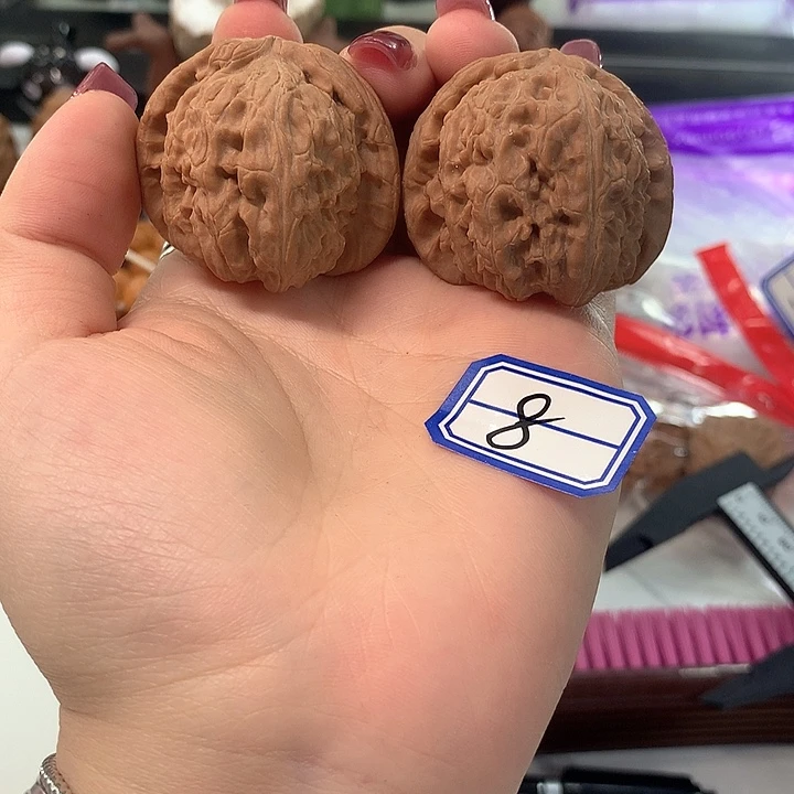 木质类白狮子42尺寸