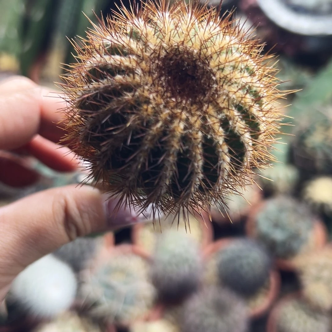 金刺逆豹仙人球6666666