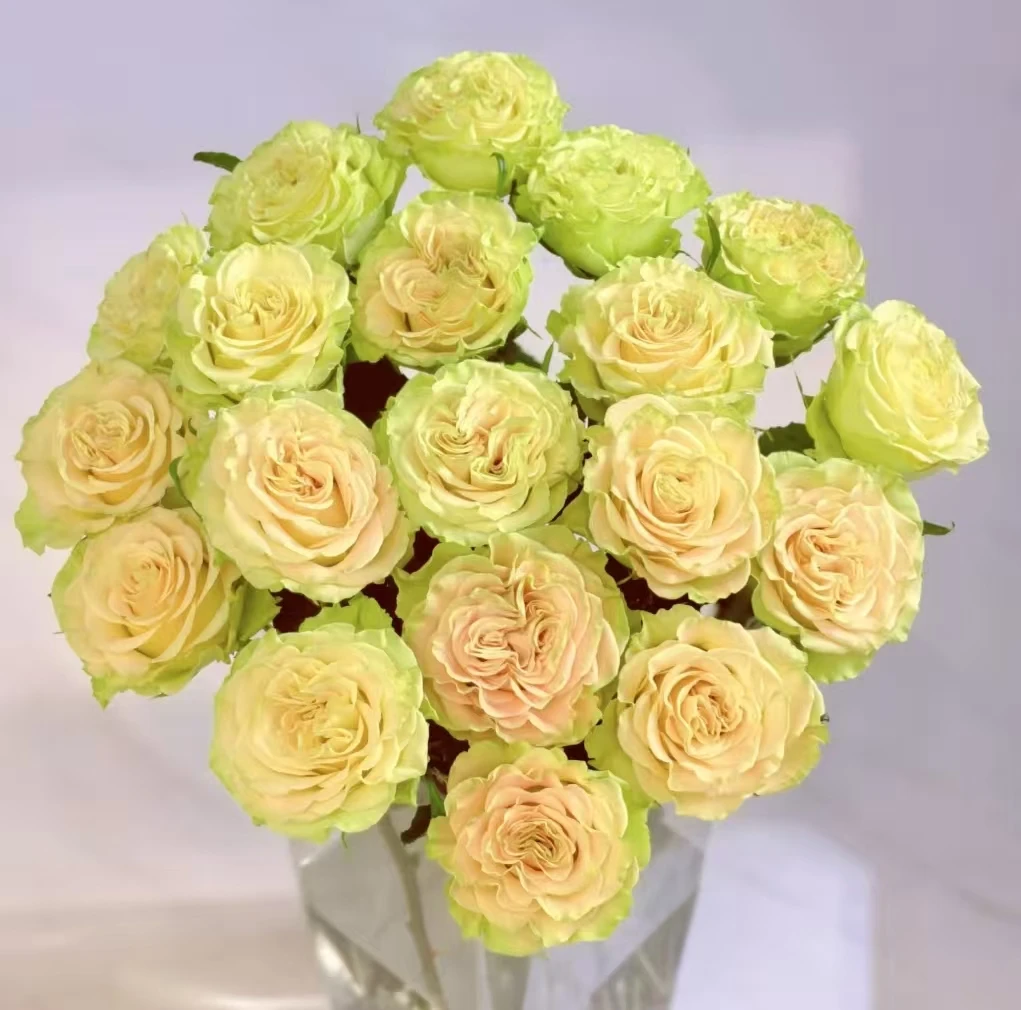 A4上官婉儿+碎冰蓝+戴安娜+芭比+绣球+单康+叶子