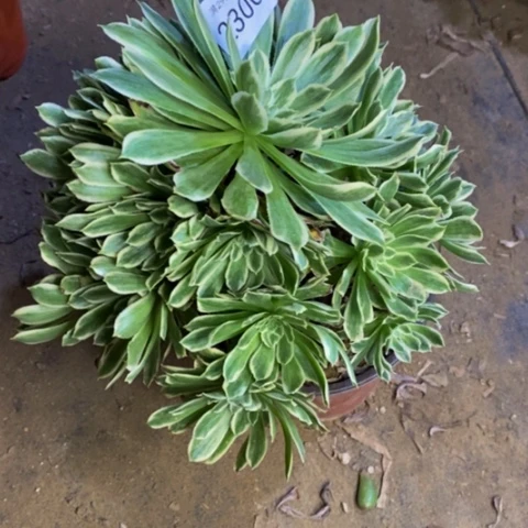 黑*枯碧浪多肉植物2300