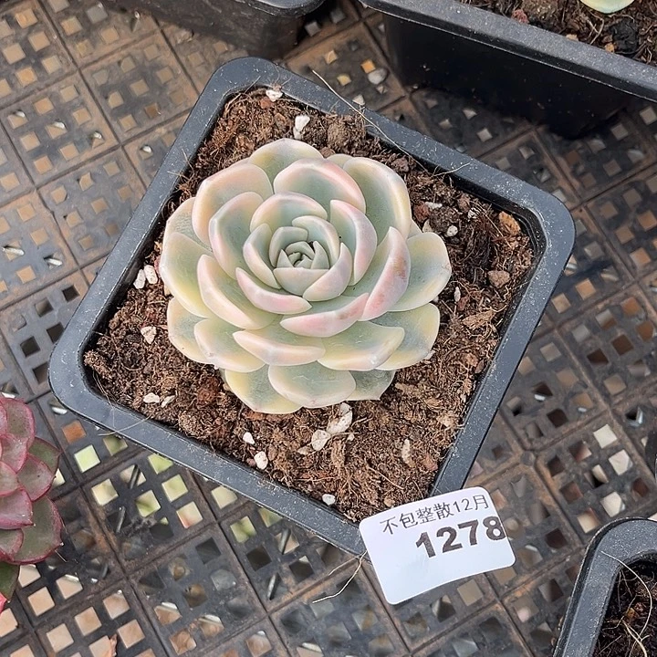 阿雅园艺。       1278汉堡锦